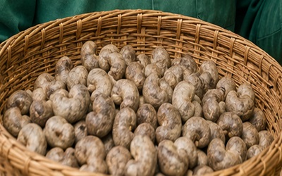 Farmers